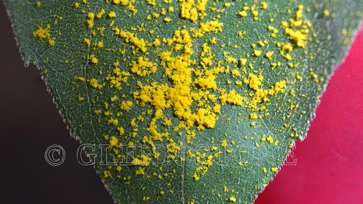 Pollen on a leaf