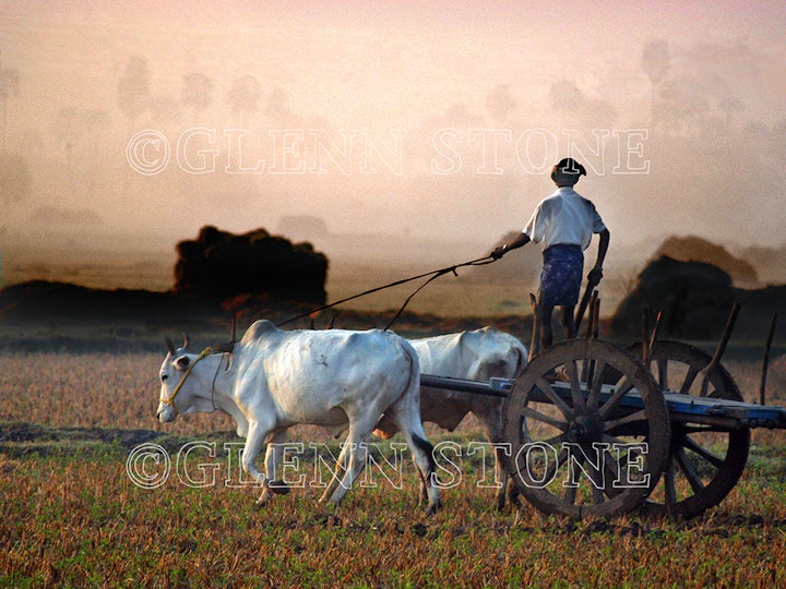 Traditional agriculture - A farmer rides his cart across rice fields as the sun rises. Telangana, India.