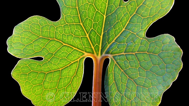 Bloodroot leaf