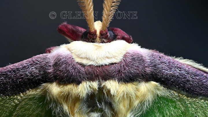 Luna moth close-up
