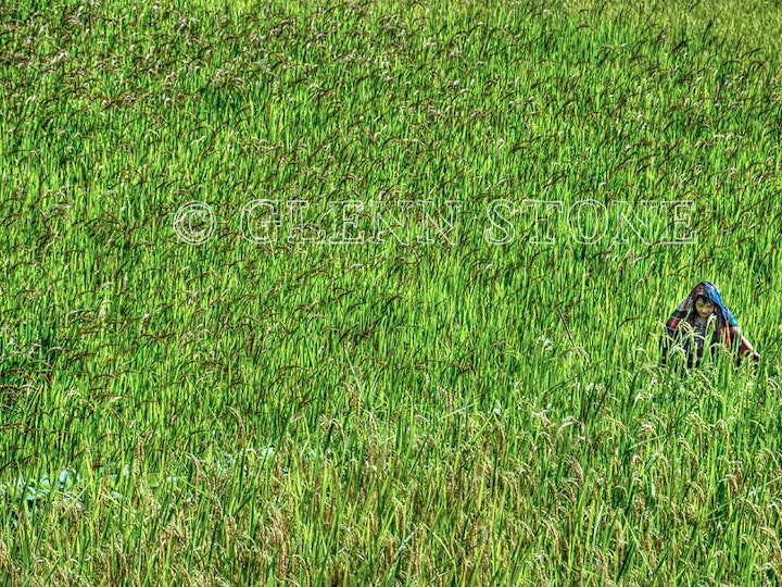Philippines - Woman inspecting her heirloom rice crop. Mountain Province, Luzon.