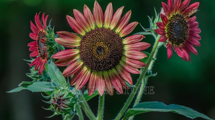Sunflowers, Blue Ridge Mountains, Virginia