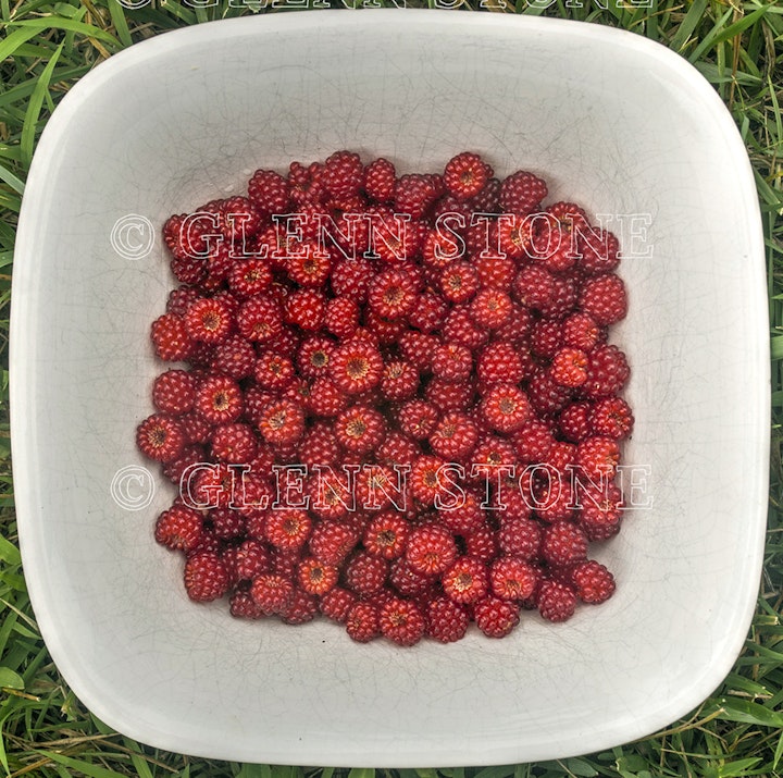 Wineberries-01-small