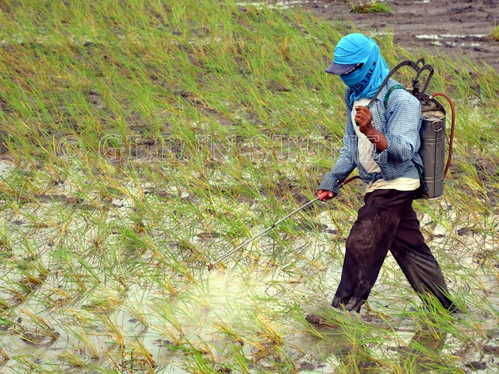 Philippines - Spraying pesticise on rice. Nueva Ecija, Luzon.