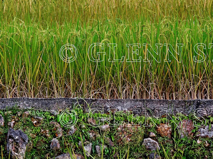 Philippines - Rice growing in terraces, Maligcong, Igorot, Philippines.