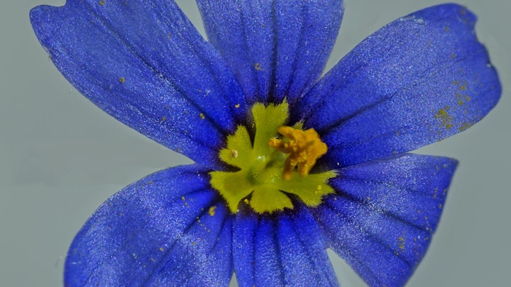 Blue Eyed Grass with pollen
