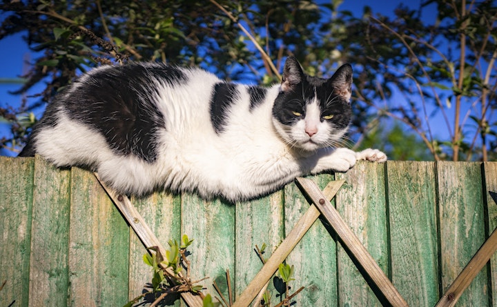 Feb 6: Heisy on the Fence - Day