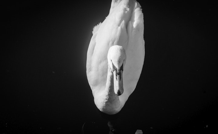 Jan 19: Black Swan