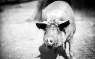 Pigs 07