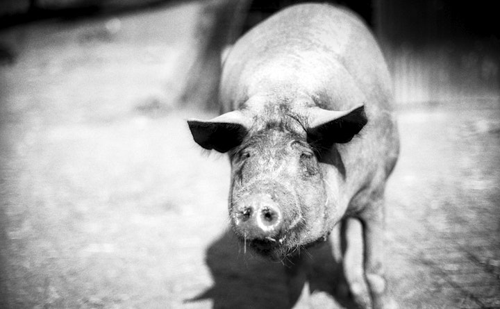 Toby Macdonald - Pigs 07