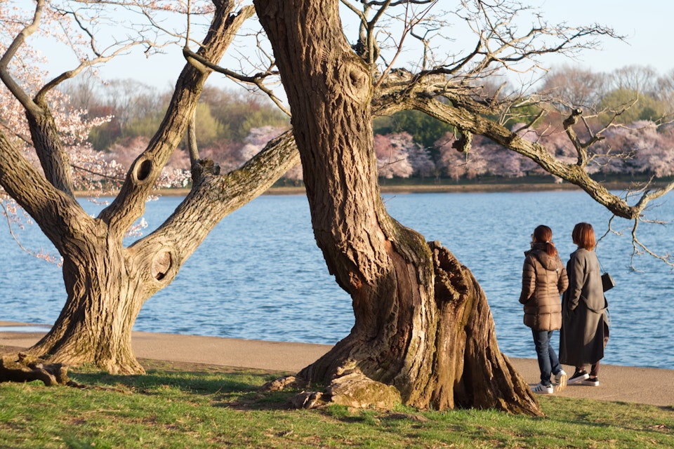 The Tidal Basin, March 2020 -