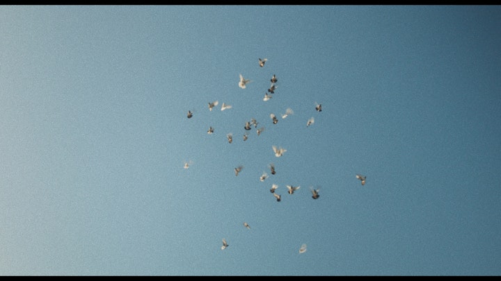 cinematography showreel 2020