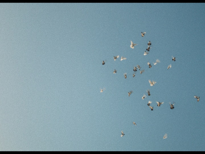 cinematography showreel 2020
