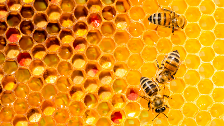 BEES