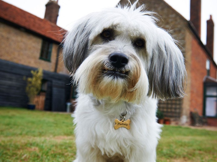 Pudsey the Dog: The Movie