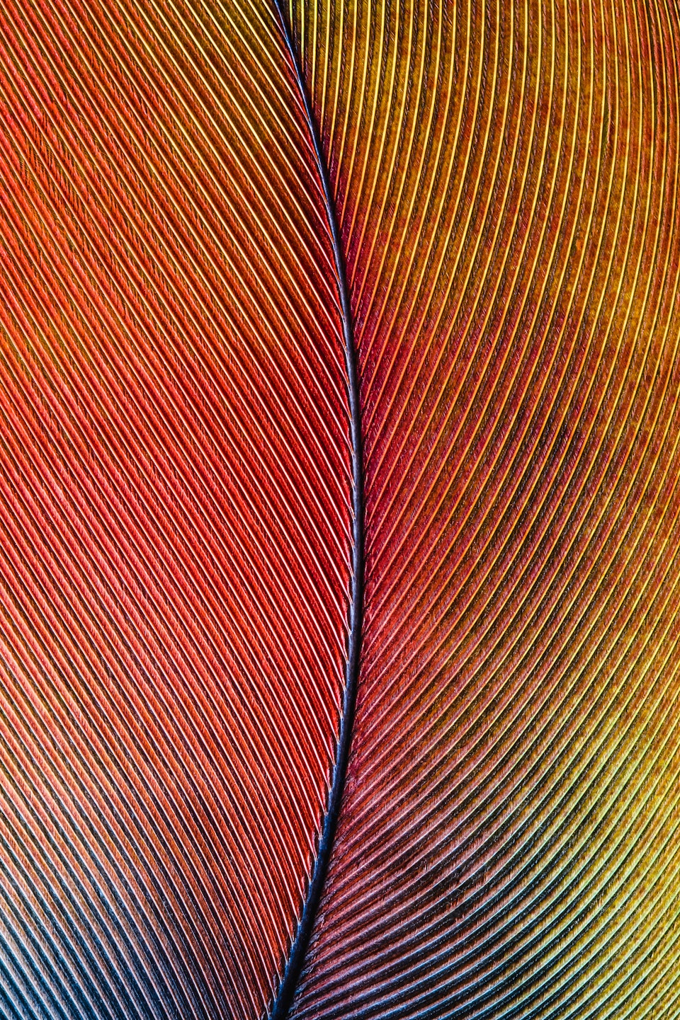 Penas Nativas / Native Feathers