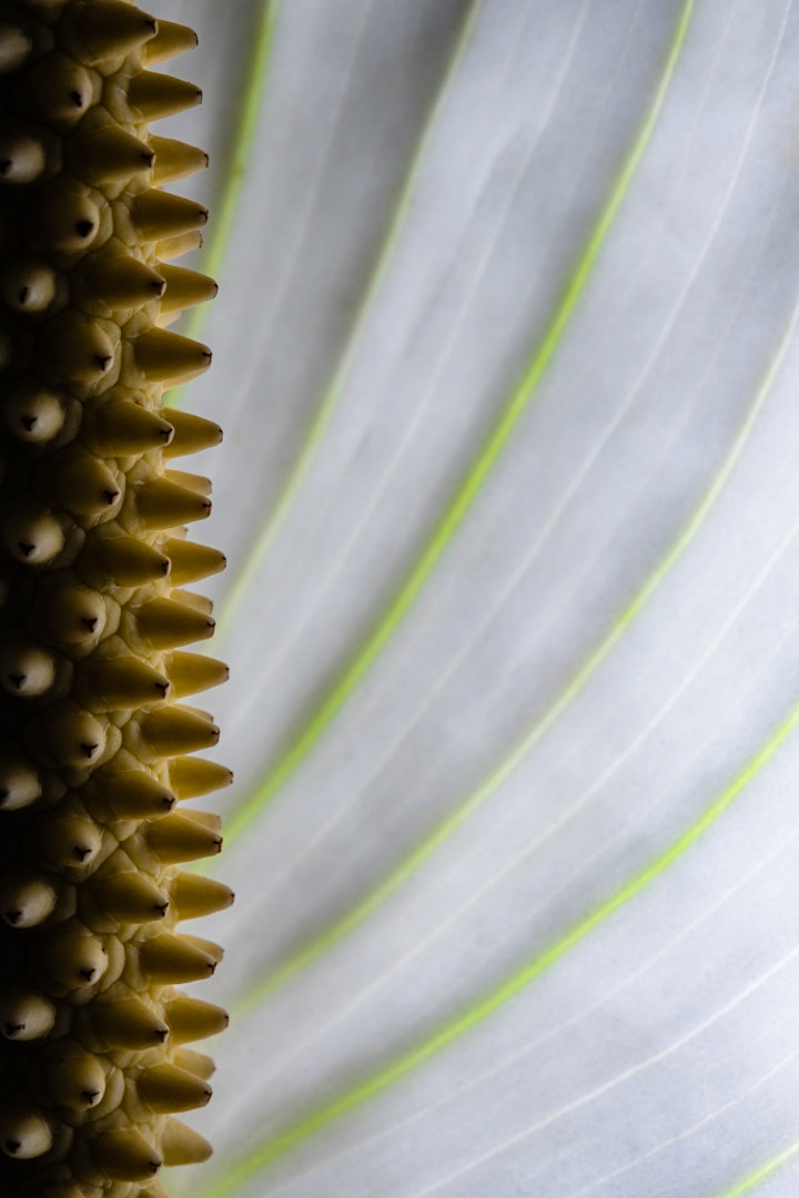 Natureza Macro / Macro Nature