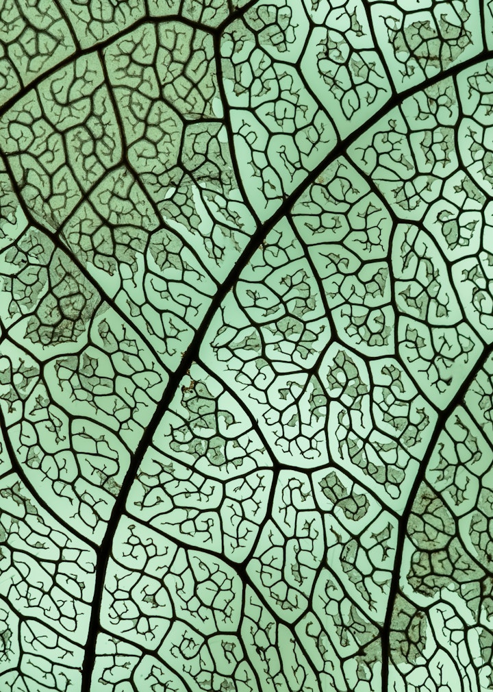 Natureza Macro / Macro Nature