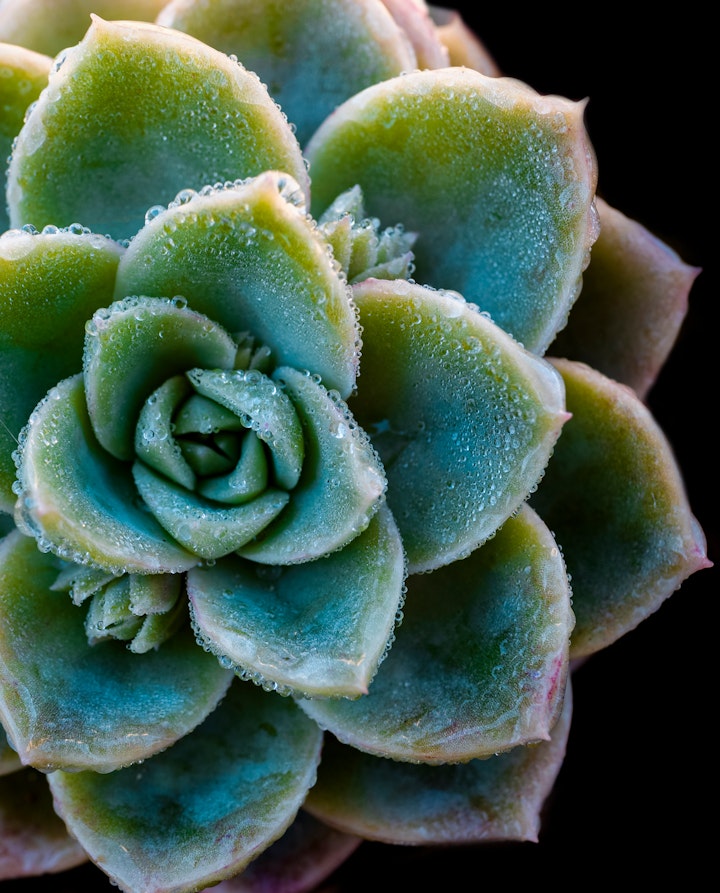 Natureza Macro / Macro Nature