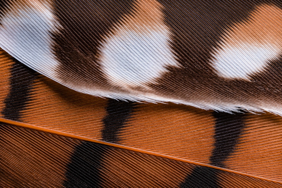 Penas Nativas / Native Feathers
