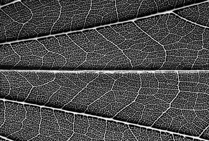 Natureza Macro / Macro Nature