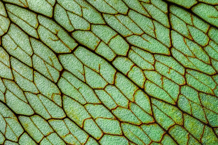 Natureza Macro / Macro Nature