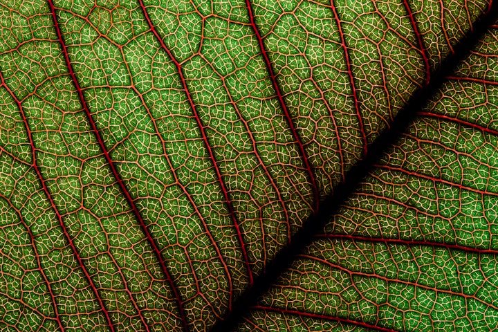 Natureza Macro / Macro Nature