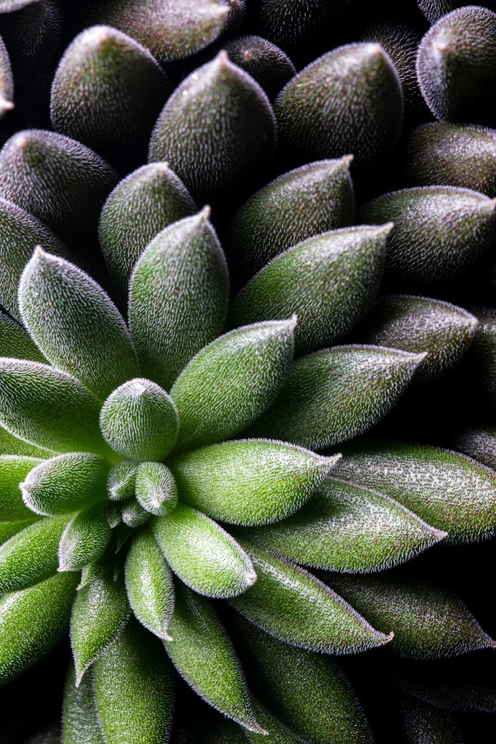 Natureza Macro / Macro Nature