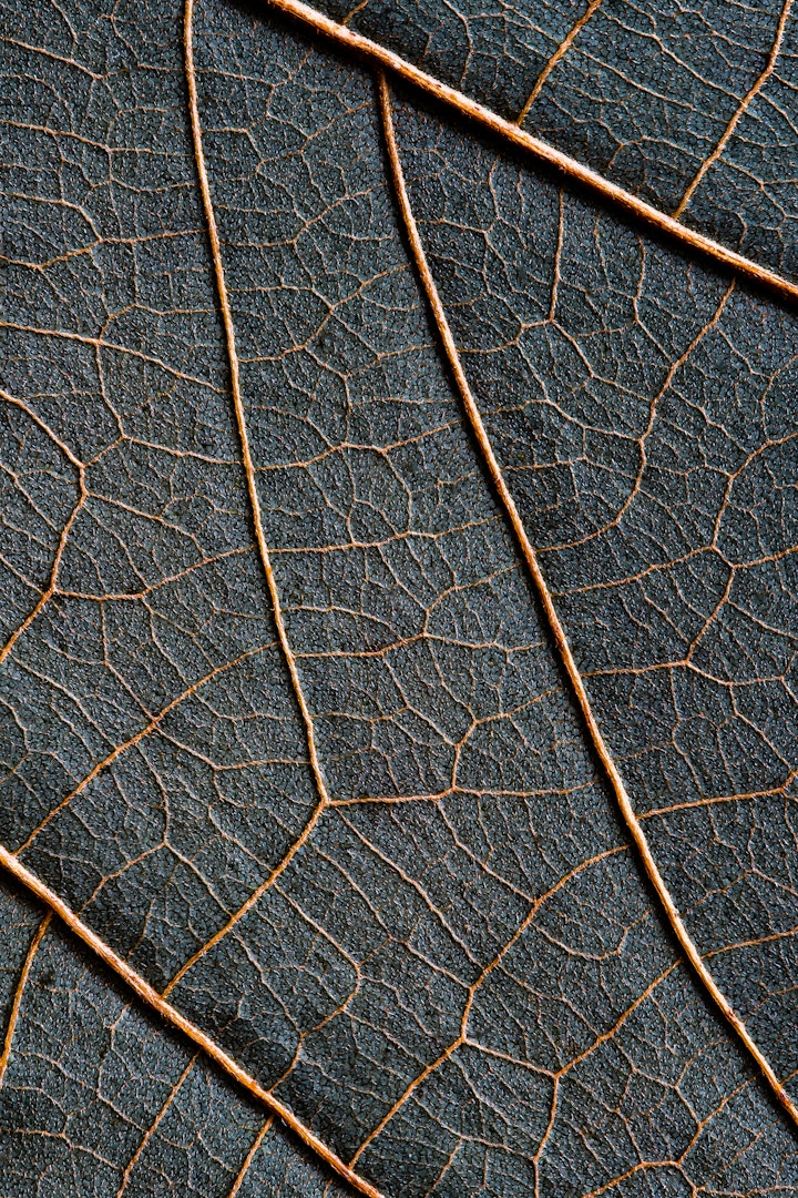 Natureza Macro / Macro Nature