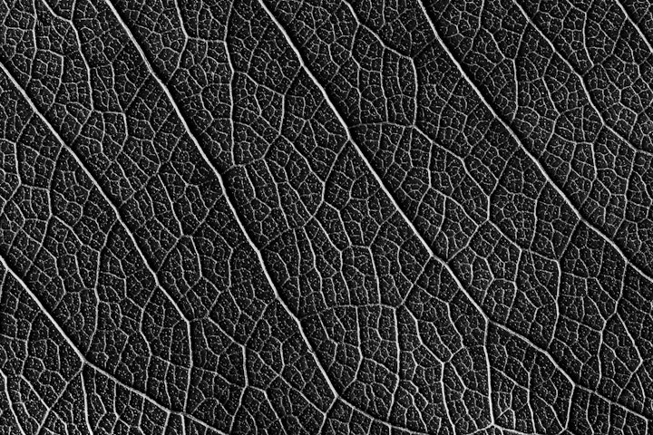 Natureza Macro / Macro Nature
