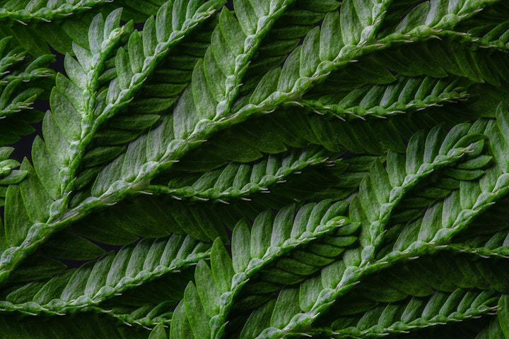 Natureza Macro / Macro Nature