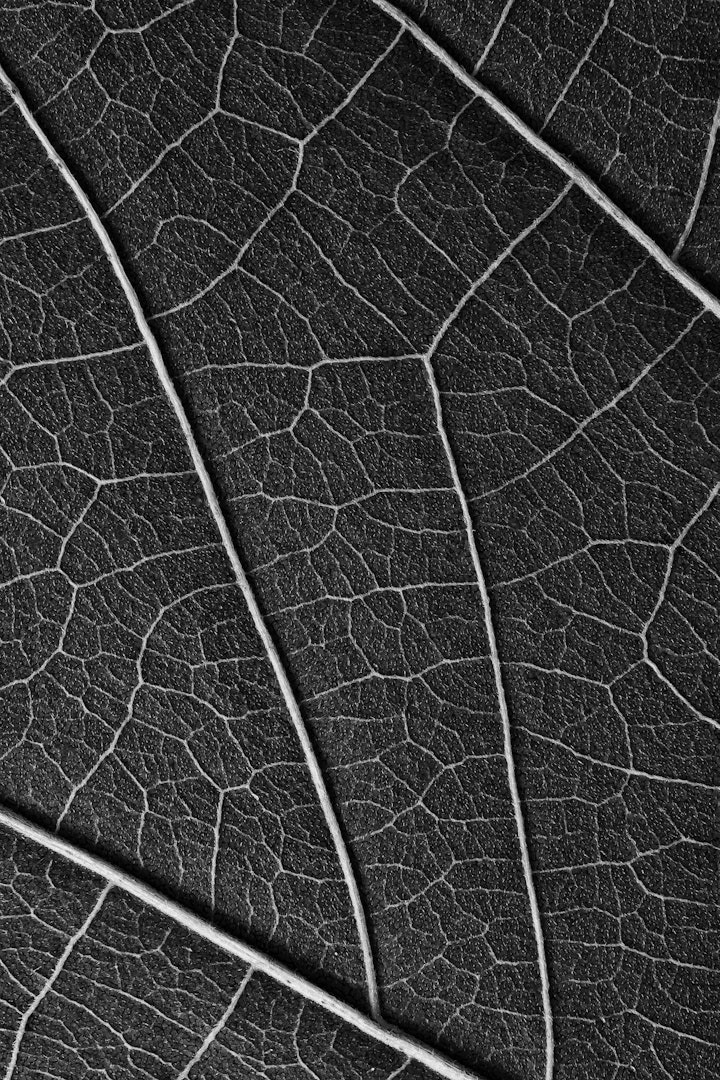 Natureza Macro / Macro Nature