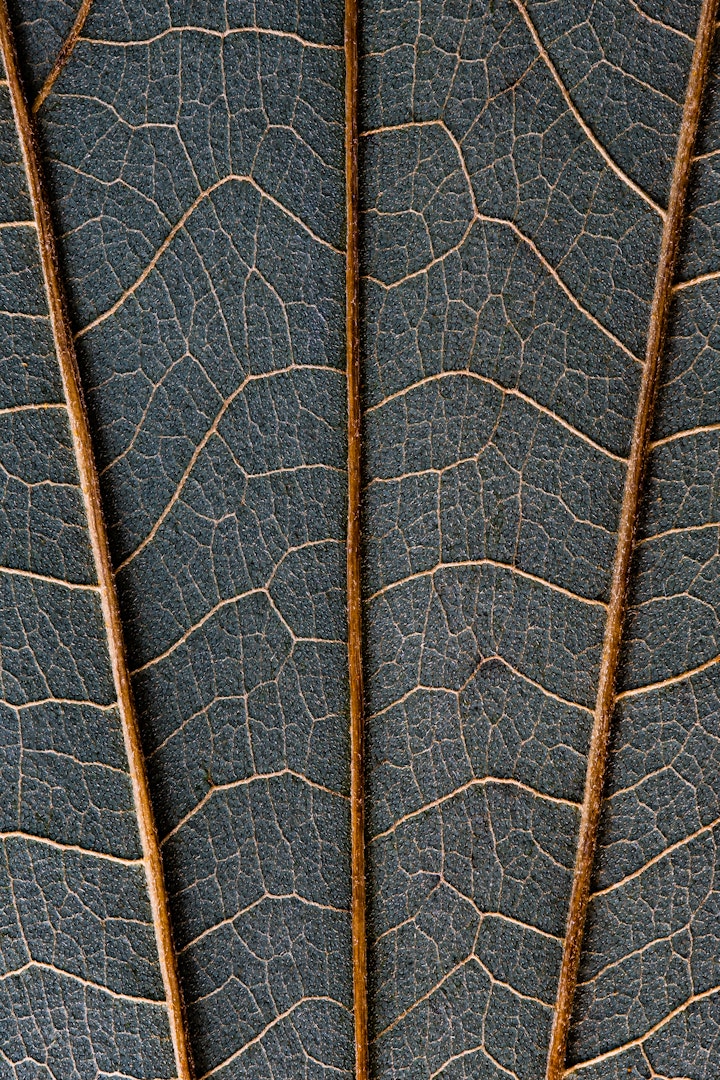 Natureza Macro / Macro Nature