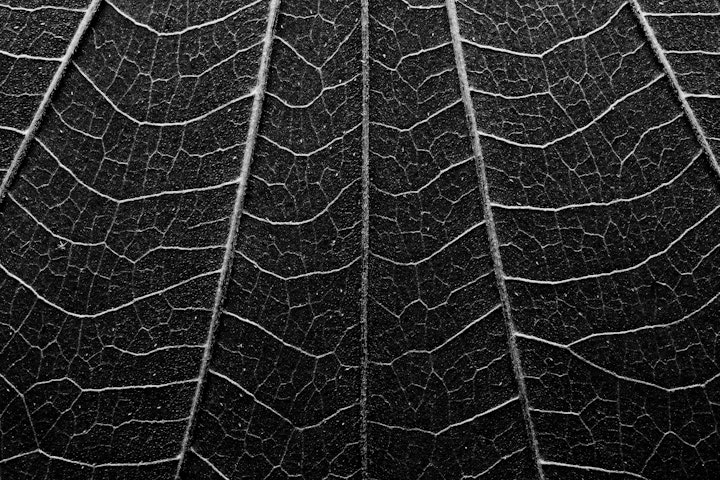 Natureza Macro / Macro Nature