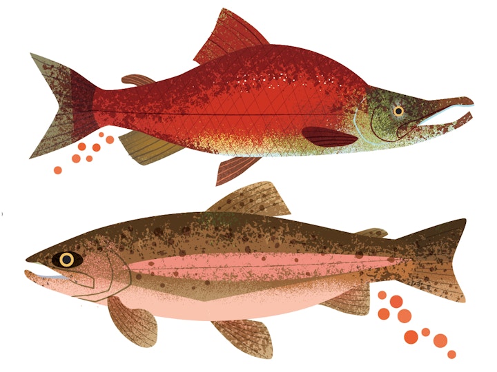 Trout and salmon eggs