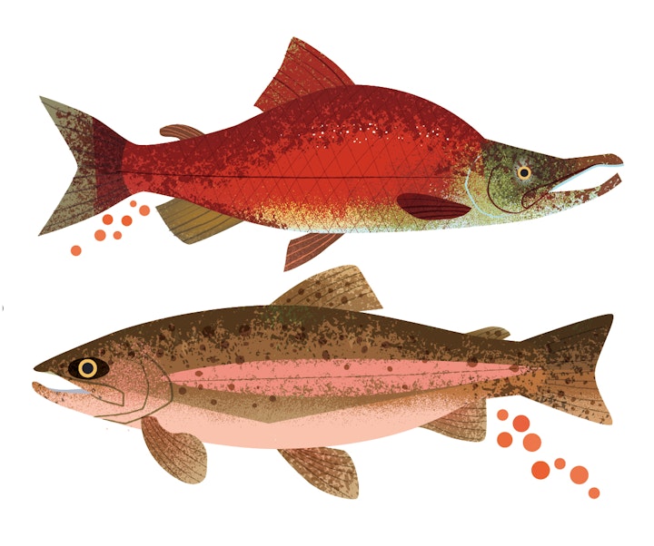 Trout and salmon eggs