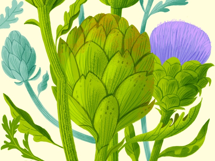Artichoke plant for food magazine