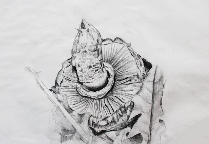 Nature - Mushroom - 2014 - Pencil on Paper - 30 x 42 cm A3