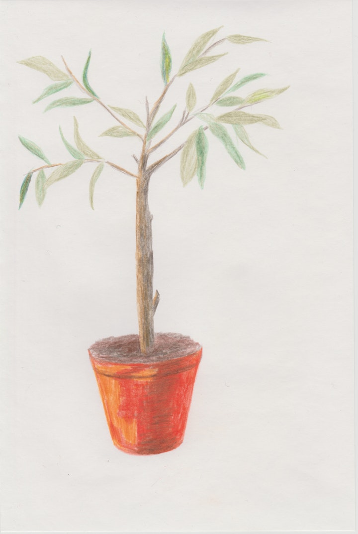 Objects - Olive Tree - 2020 - Colour Pencil on Paper - 21 x 29 cm A4