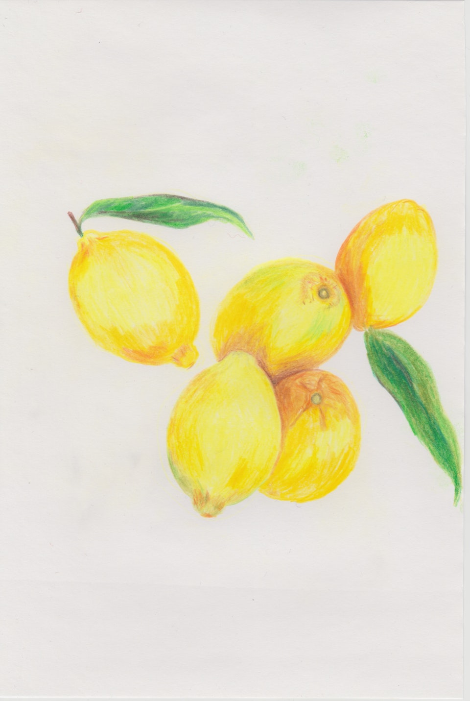 Nature - Citrus - 2020 - Colour Pencil on Paper -  21 x 29 cm A4
