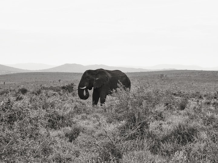 Bayala Cinematography Lab