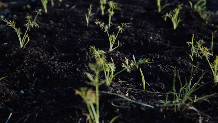 How I Became a Farmer