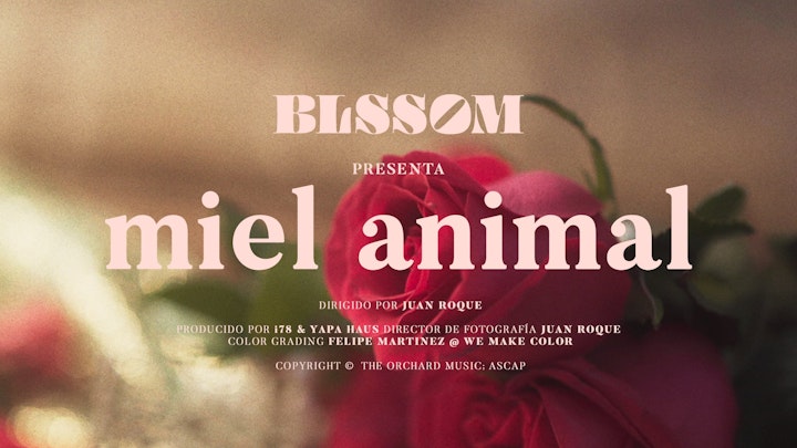 MUSIC VIDEO, Miel Animal, BLSSOM