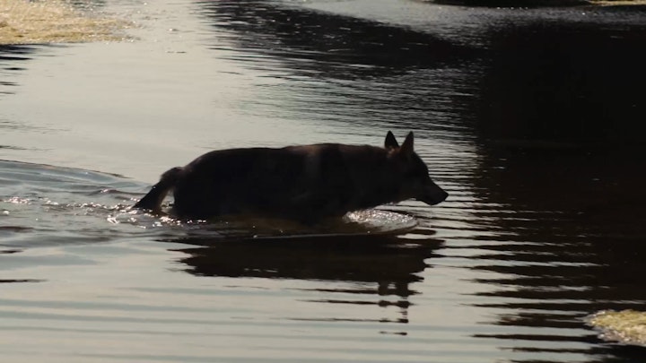 Wolf Crossing Water, The Rewilding, Limited Edition Film Stills