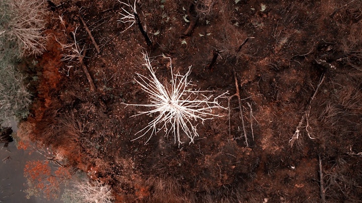 White Tree, Film Still