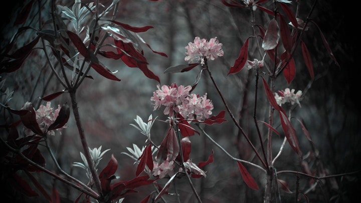 Flowers, Film Still