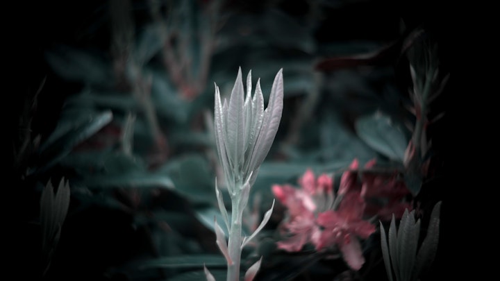 Flower, Film Still
