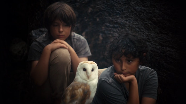 Loic Milo Owl, The Rewilding, Limited Edition Film Stills
