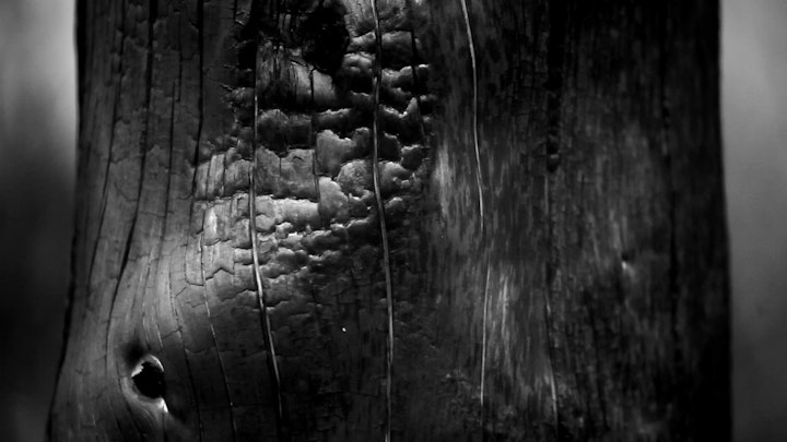 Burnt Tree, Film Still