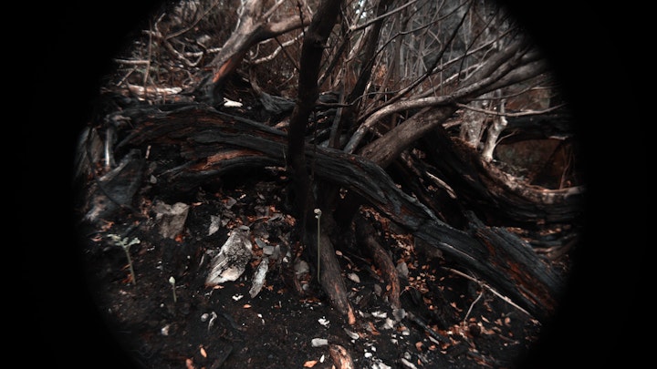Black Tree and Fern, Film Still